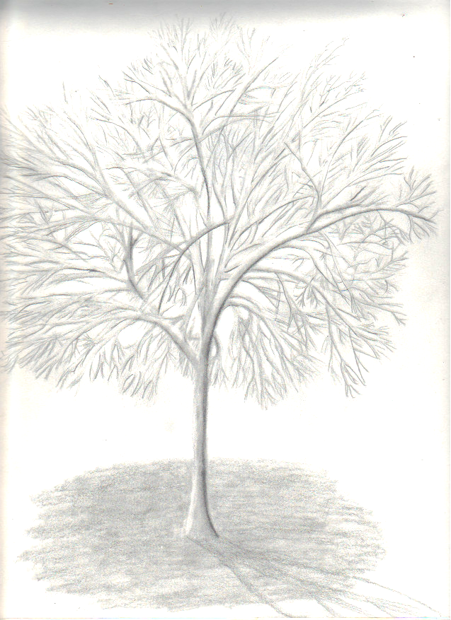 Graphite Tree by ewebster123 on DeviantArt