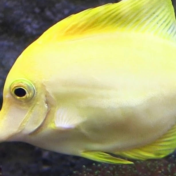 Wilbert The Beaver by SixMixer2011 on DeviantArt