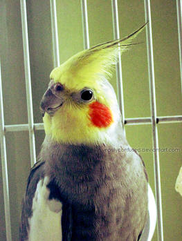 Cockatiel