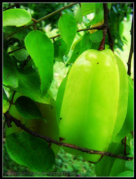 starfruit tree