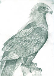 Imperial Eagle