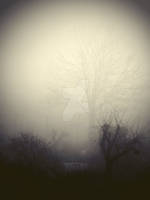 Fog1