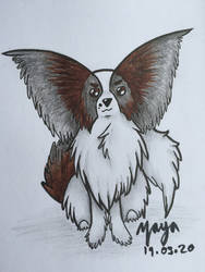 Maya the Papillon