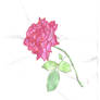 The Rose