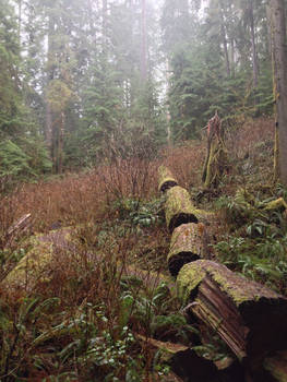 Olympic Rainforest