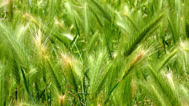 Field Grass Study 1