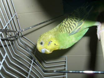 ~ My Birdie ~