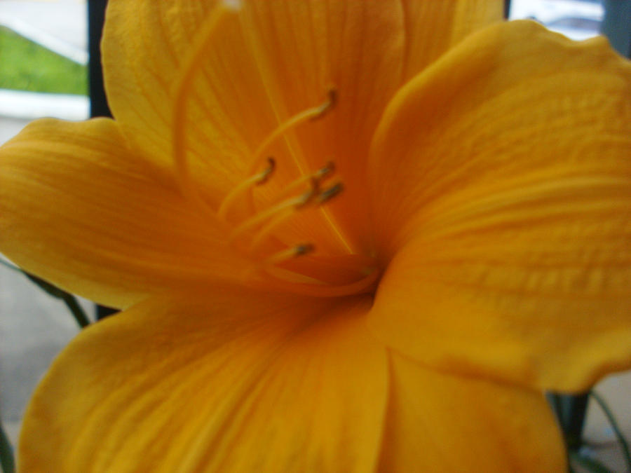 Pretty Yellow Flower