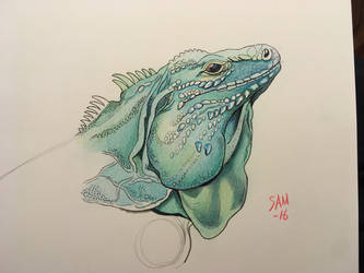 The Blue Iguana