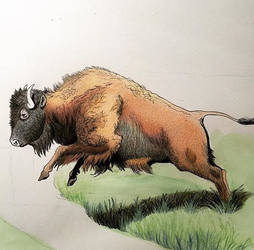 Leaping Bison