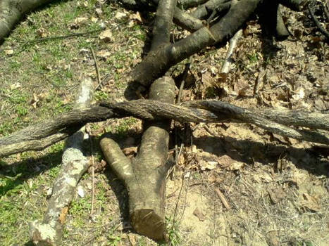 Twisted Branch