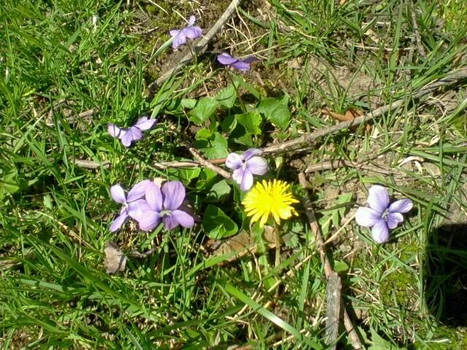 Little White Purple Flowers