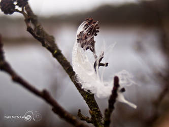 feather macro 3