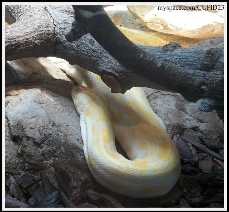 Burmese Python by stinkycupid on DeviantArt