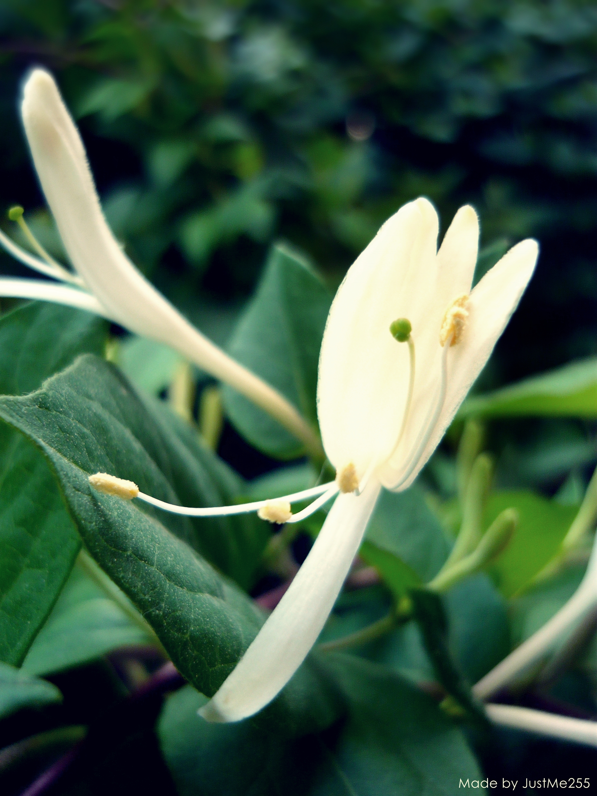 White flower