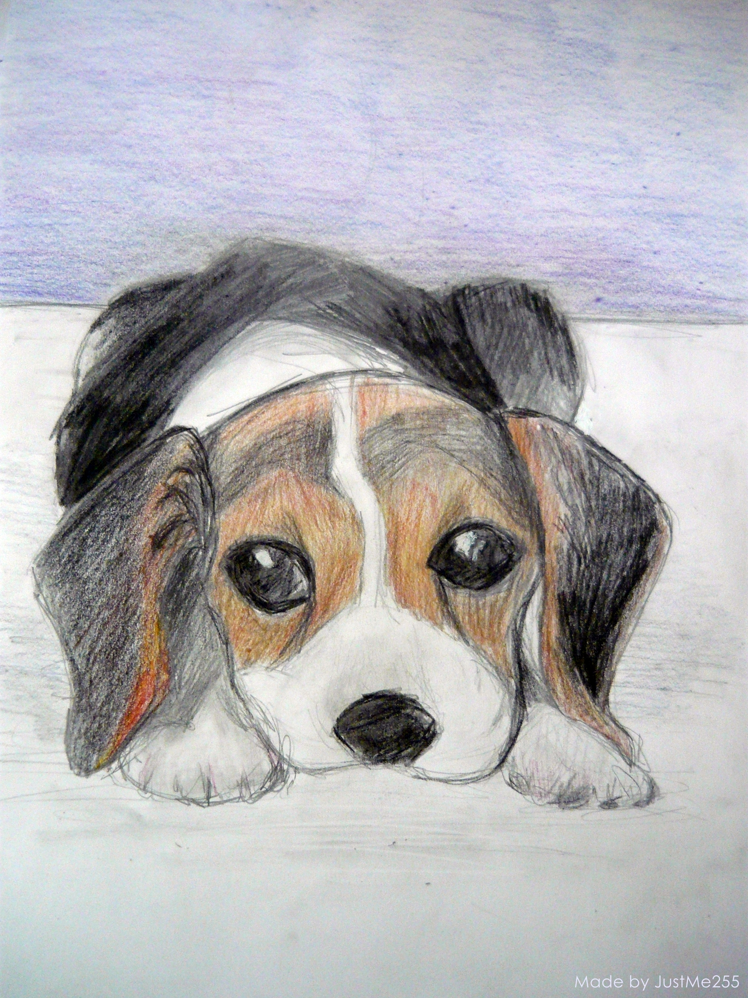 Beagle