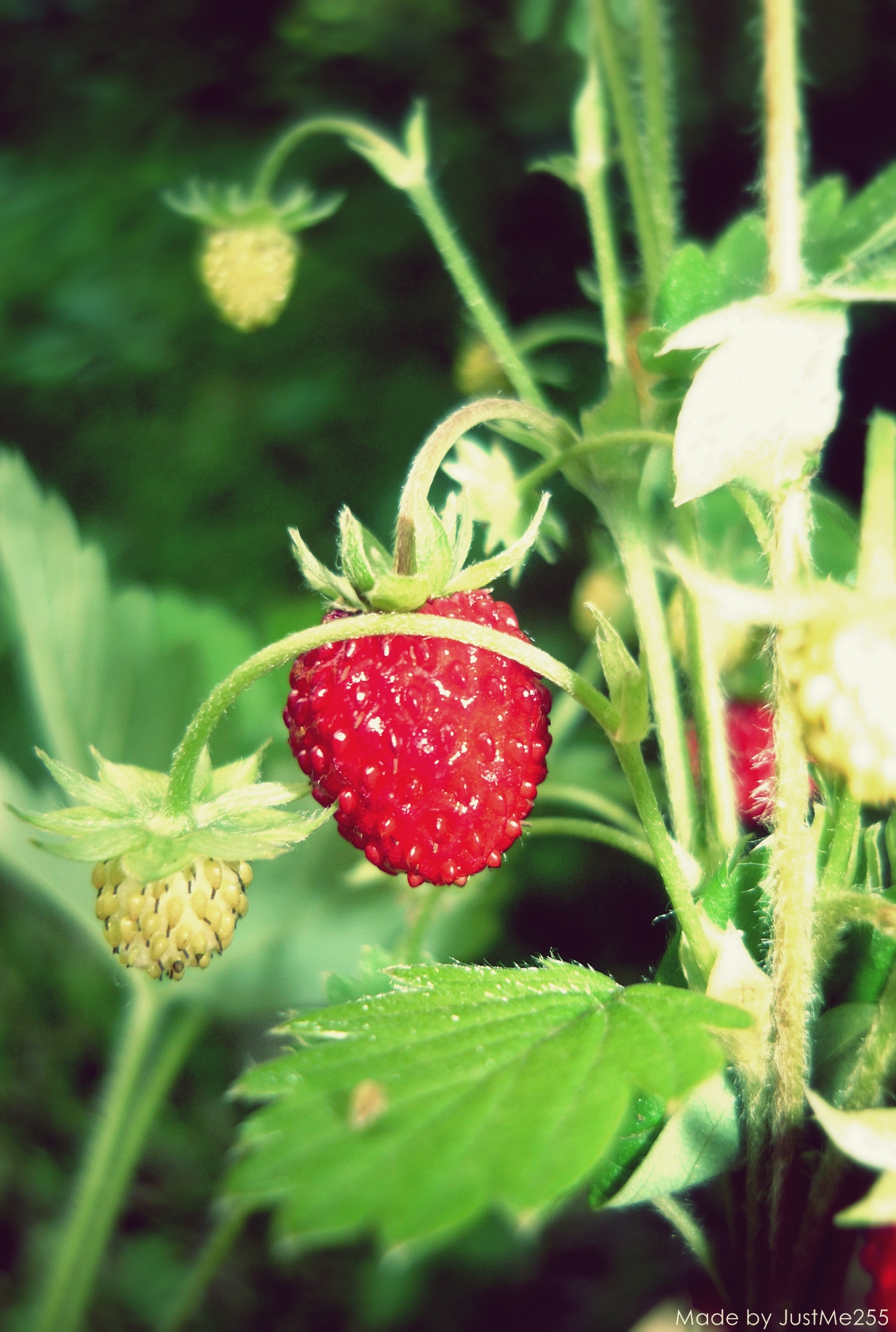 Wild strawberry