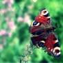 Bokeh Butterfly