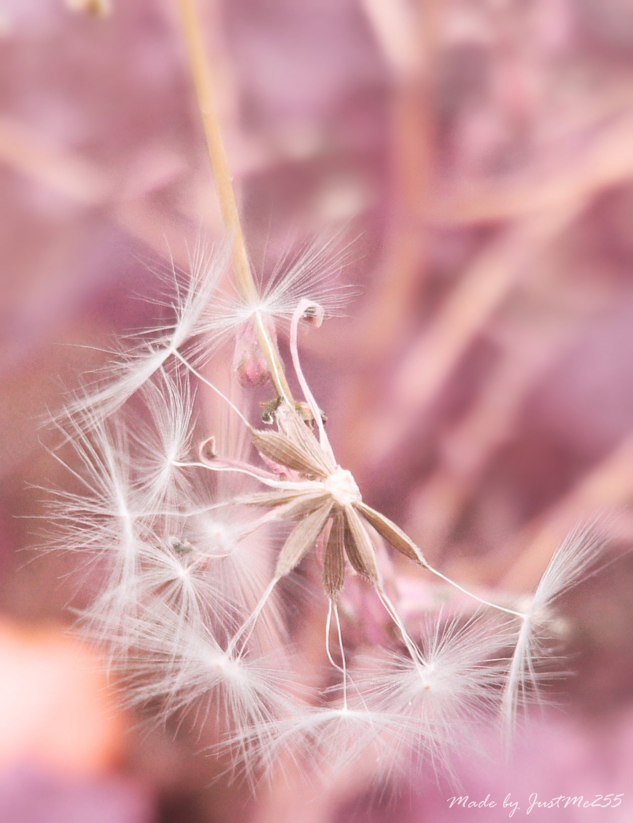 Pink fluff