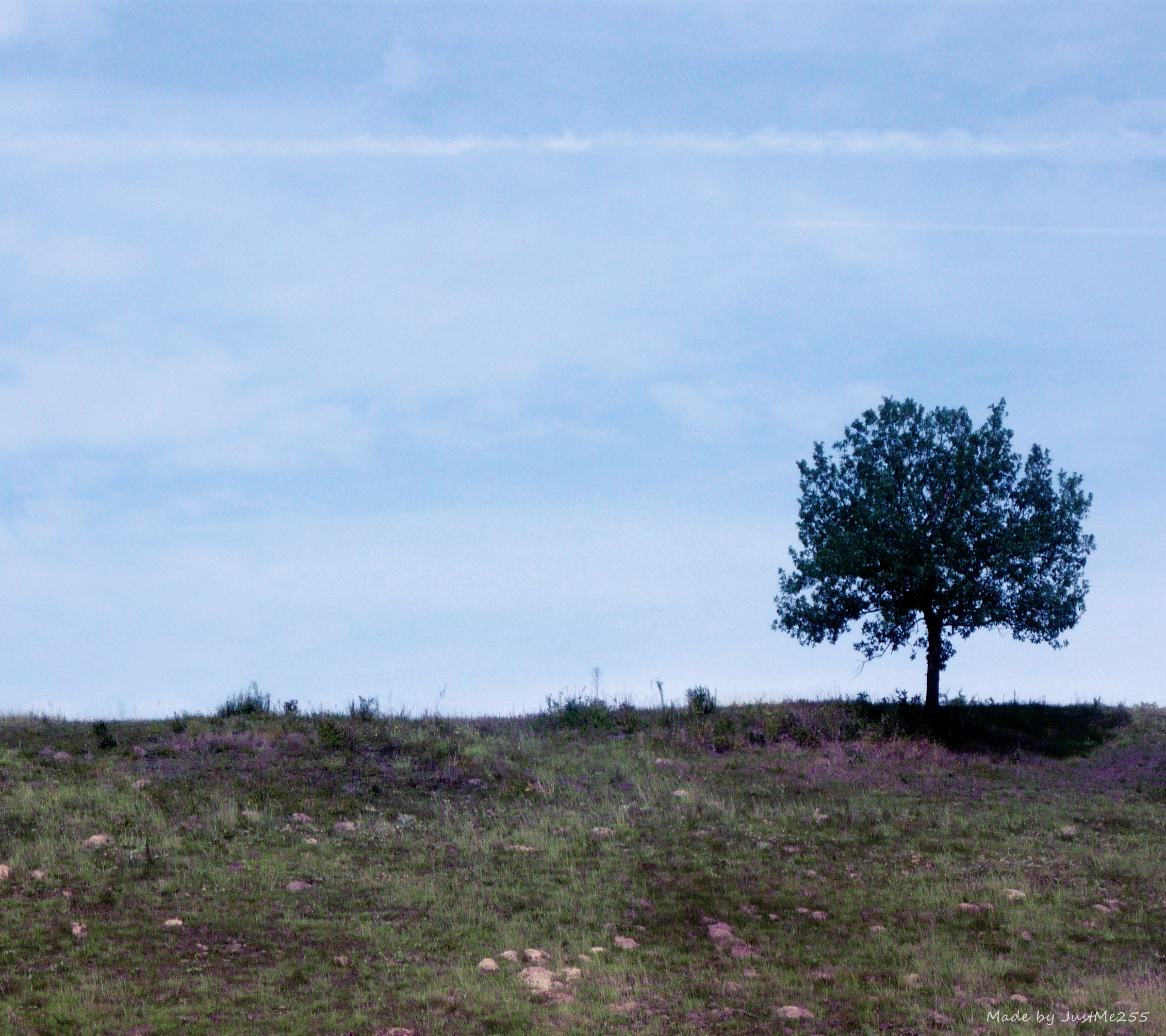 Lonely Tree 6