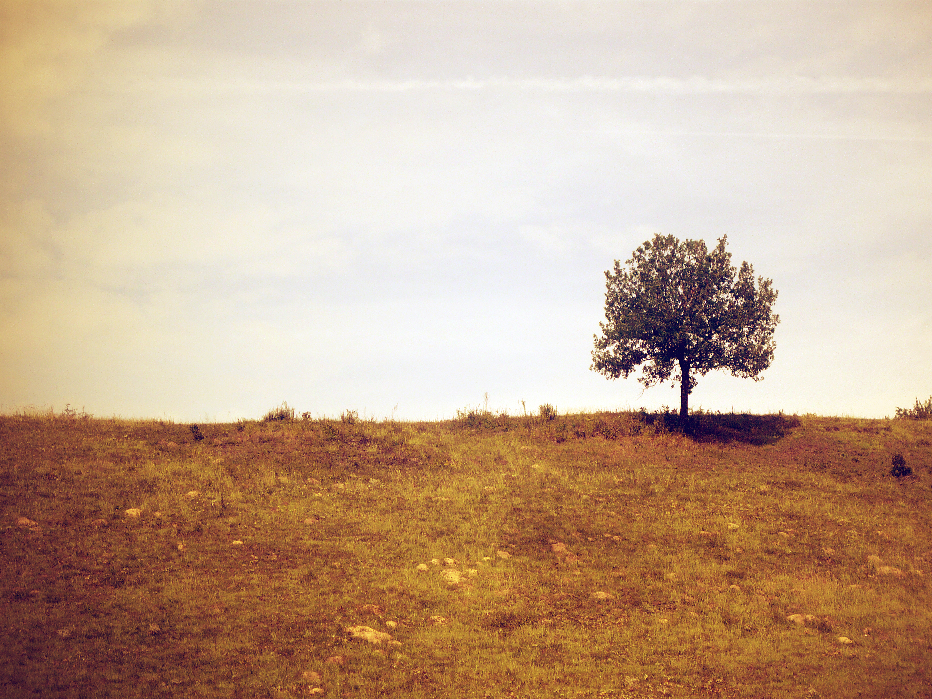 Lonely Tree 12