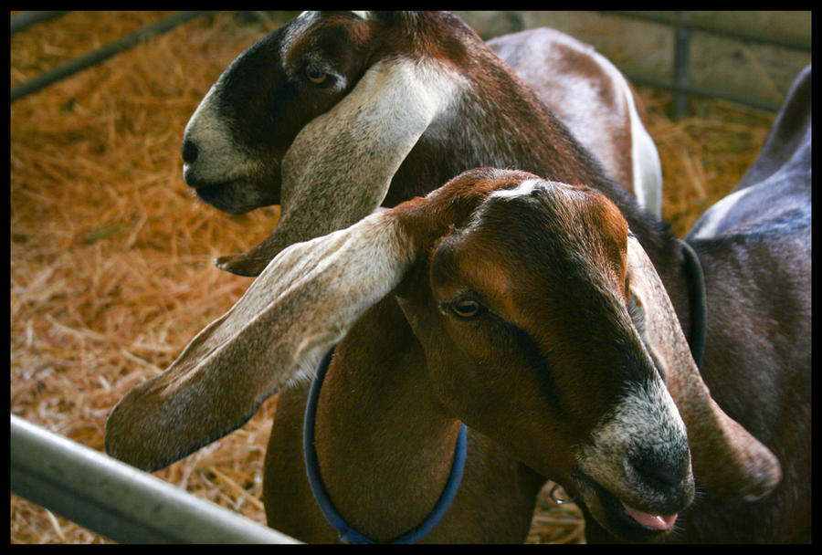 Goatis Raging Screaming Goats by MrDanny on DeviantArt