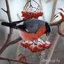 Bullfinch