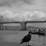 Bay Bridge Bird