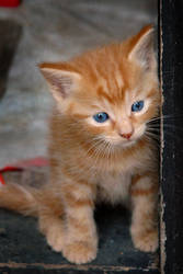 Red Kitten