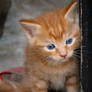 Red Kitten