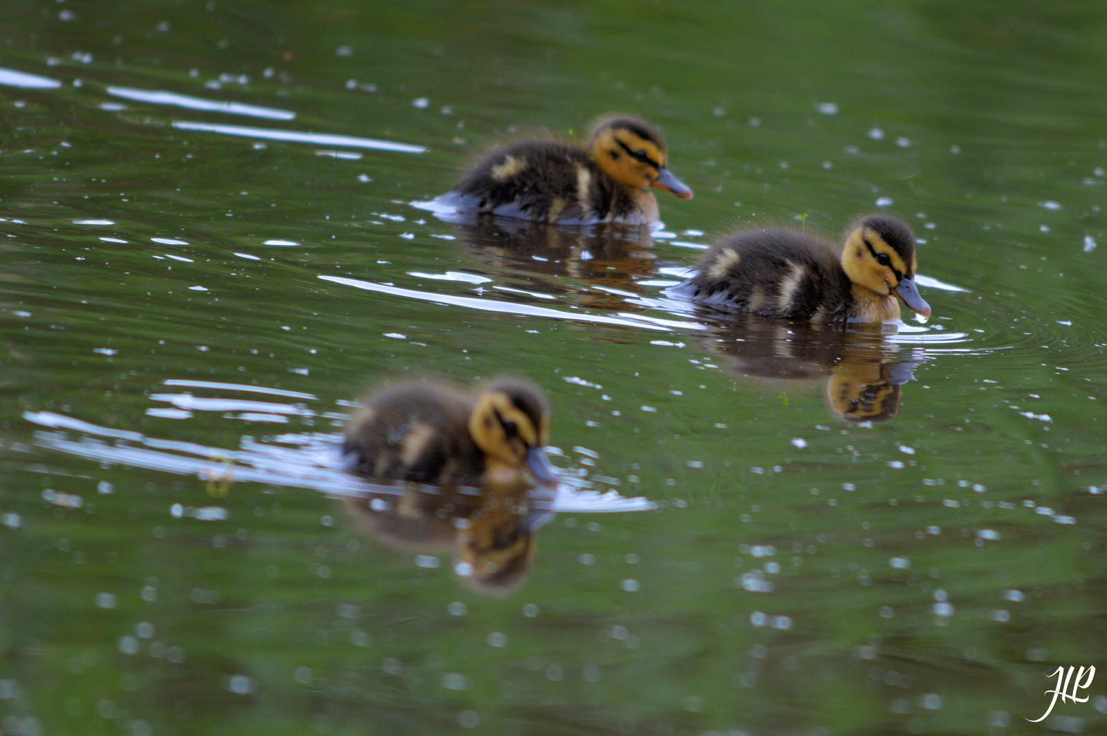 Canetons Colvert