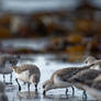 Becasseaux Sanderlings