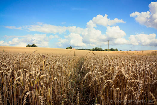 Wheat Fields