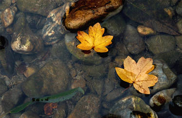 Two oak leaves on the river