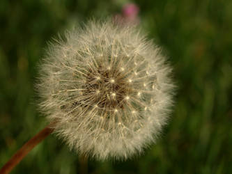 Dandelion