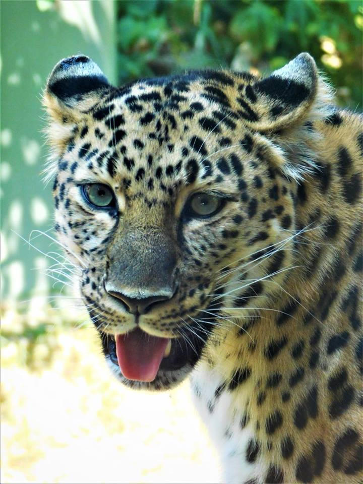 Amur Leopard