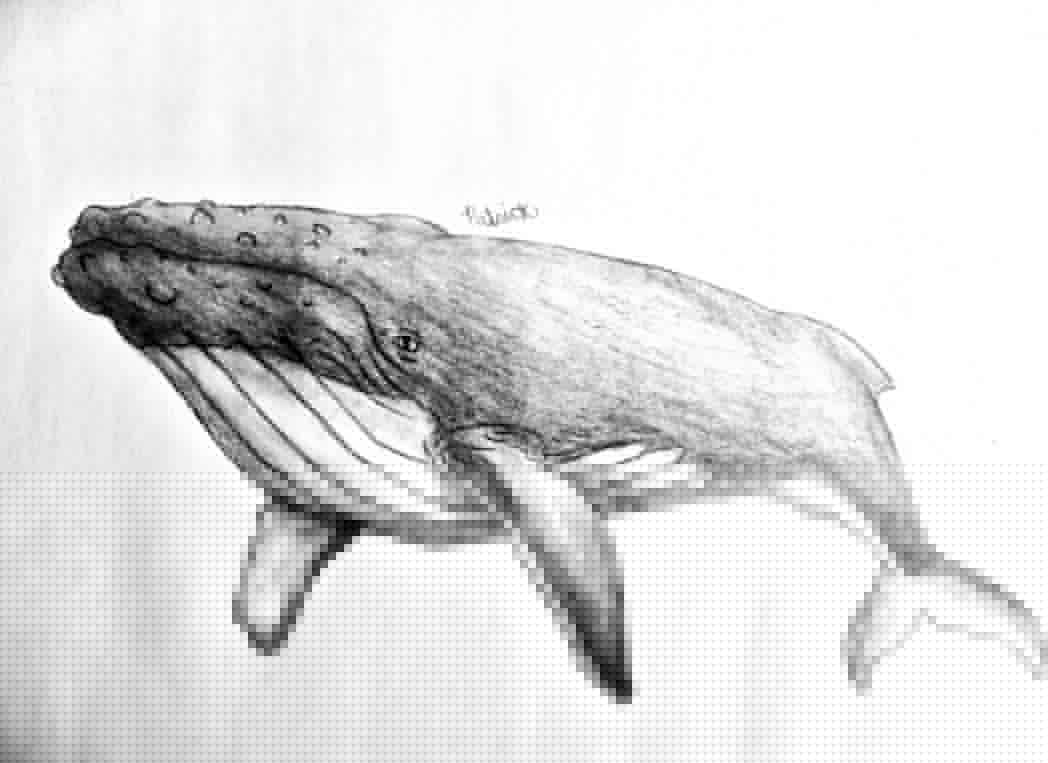 Humpback Whale Sketch by PatricktheHenchman on DeviantArt