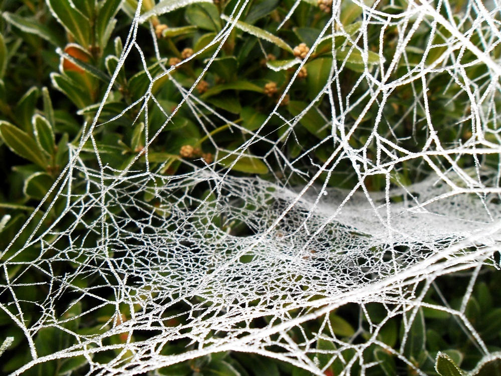 Rusty Web Frosty web by belthagor on DeviantArt