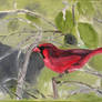 Mr. Cardinal