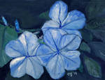 Lucila's Blue Flowers by CarolynYM