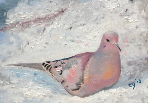 Mourning Dove