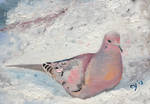 Mourning Dove by CarolynYM