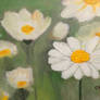 Daisies