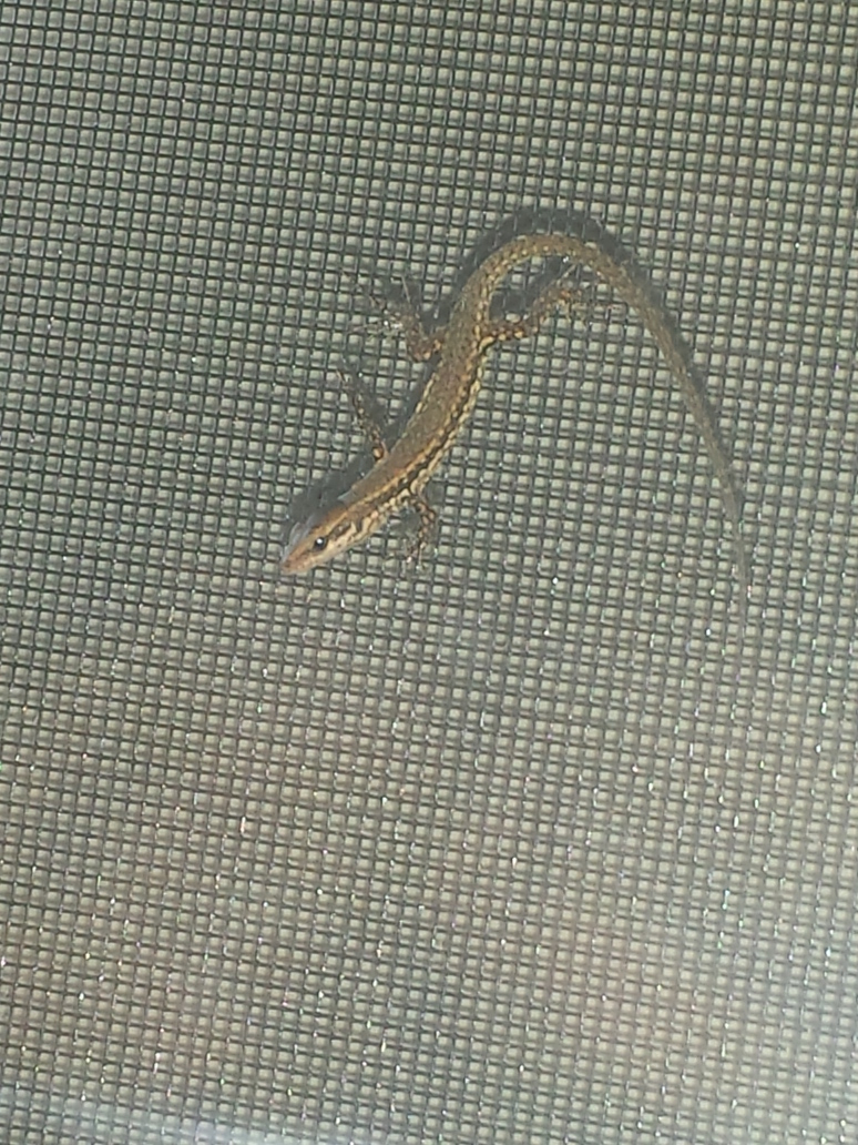 Baby lizard