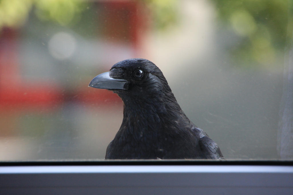 Window-Raven by yui-angel on DeviantArt