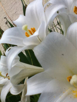 White Flowers