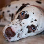 Cindy the dalmatian