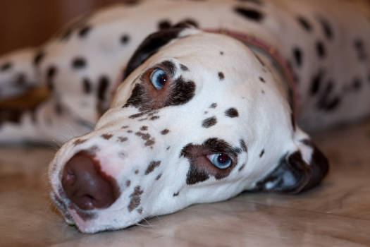 Cindy the dalmatian