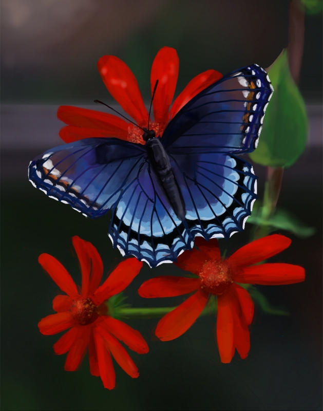 Contest Entry: Butterfly