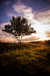 sunset tree